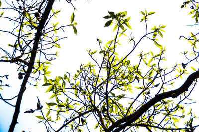 Low angle view of bird on branch against clear sky