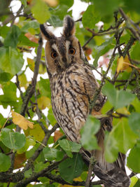 owl in germany