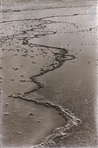 High angle view of starfish on beach