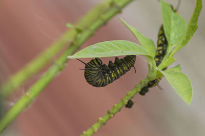 Close-up of insect on leaf