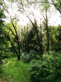 Trees in forest