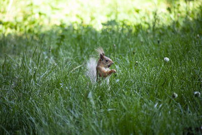 Squirrel on grass in field