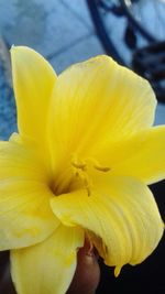 Close-up of yellow day lily blooming outdoors