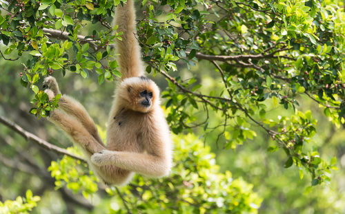 Low angle view of monkey on tree