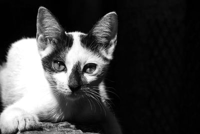 Close-up portrait of cat