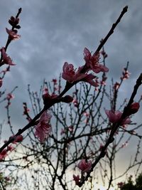 Low angle view of cherry blossom tree against sky