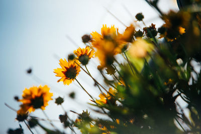 Close-up of yellow flowering plant against sky