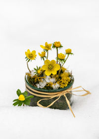 Floristic arrangement with winter aconite wildflowers in a glass jar in the snow. eranthis hyemalis