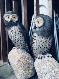 Portrait of owl perching on wood