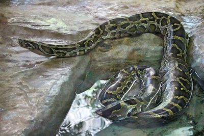 Close-up of snake on rock in sea