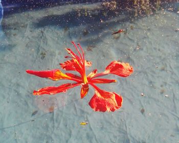 High angle view of flower in water