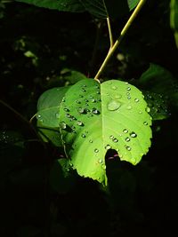 Close-up of raindrops on leaf