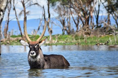 Close-up of deer in lake