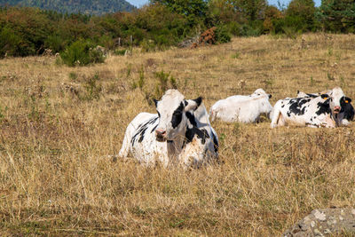 View of cows on field