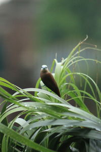 Close-up of bird perching on plant