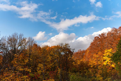 Low angle view of trees against sky during autumn