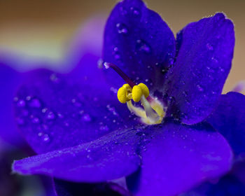 African violet blue flower blossom water drop
