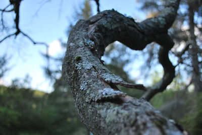 Low angle view of tree against sky