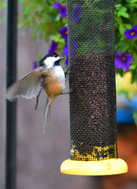 Close-up of bird perching on feeder