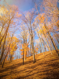 Low angle view of trees against sky