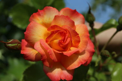 Close-up of rose blooming