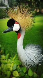 Close-up of grey crowned crane on field