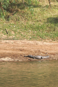 View of crocodile in water