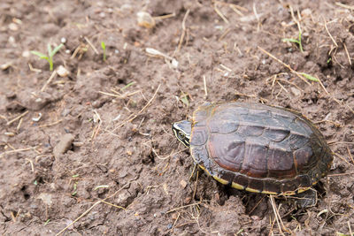 View of a turtle in the ground