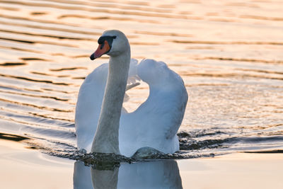 Swan swimming in lake