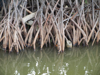 Reflection of trees in lake