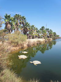 Scenic view of lake against clear sky