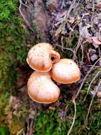 Close-up of mushroom growing on field