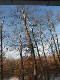 Low angle view of bare trees in forest against sky