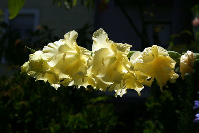 Close-up of yellow flowering plant