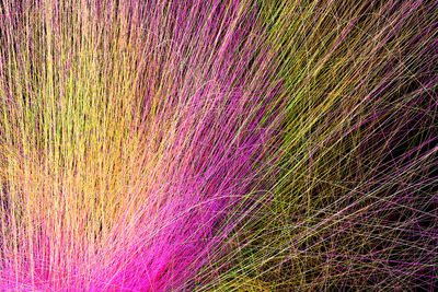 Full frame shot of multi colored flowering plants on field