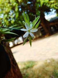 Close-up of white flowers