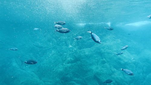 School of fish swimming in sea