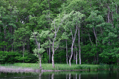 Scenic view of lake amidst trees in forest