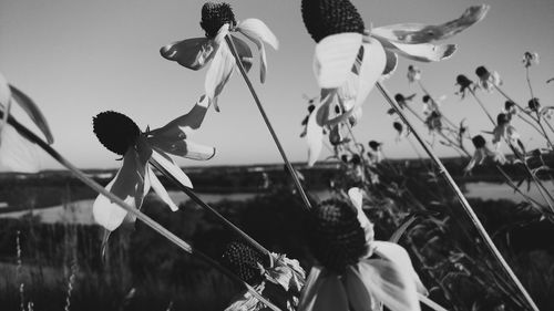 Close-up of flowers against sky