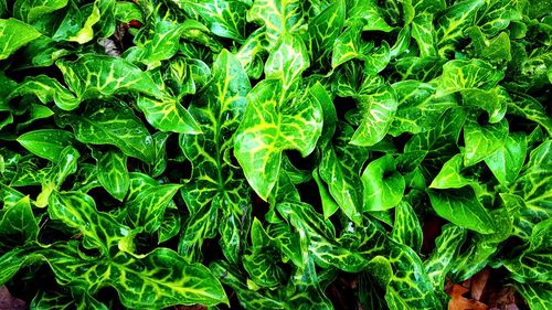 Full frame shot of plants