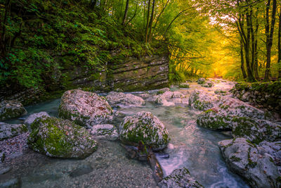 Plants by stream in forest