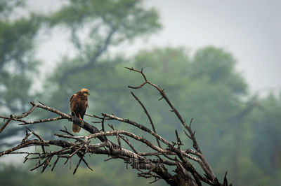 Low angle view of eagle perching on branch