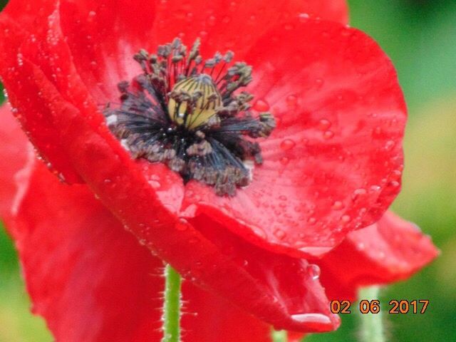 flower, fragility, red, petal, flower head, growth, freshness, nature, beauty in nature, plant, close-up, day, blooming, no people, outdoors, animal themes