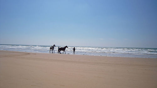 Scenic view of beach against sky with horses happy party time