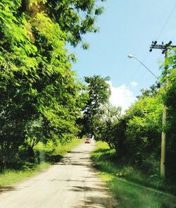 Trees against sky