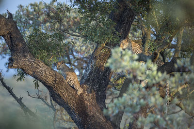 Leopard and cub sitting on tree trunk