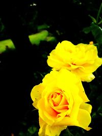 Close-up of yellow flower