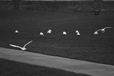 Birds on grass