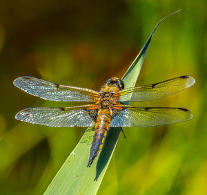 Close-up of dragonfly on leaf