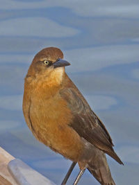 Close-up of bird perching against sky